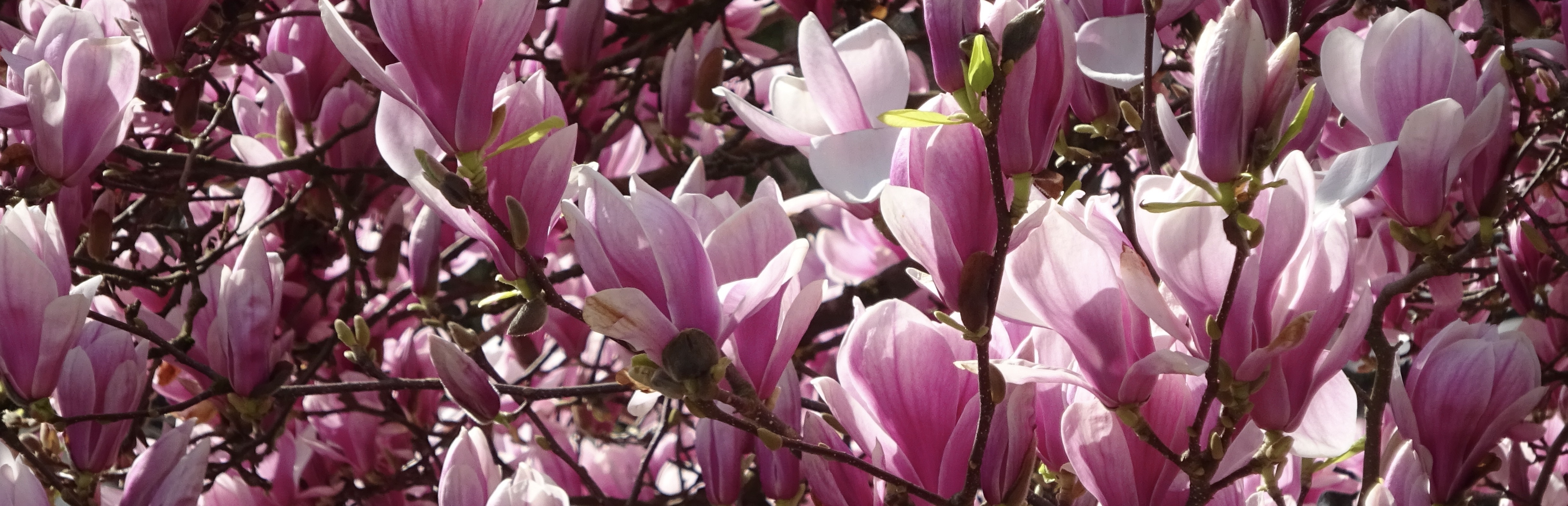 Magnolie-2024.JPG