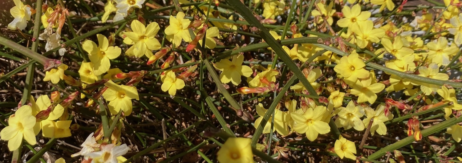 Winterjasmin-2-25.jpg